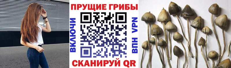 Псилоцибиновые грибы Magic Shrooms  kraken зеркало  Благодарный  купить  